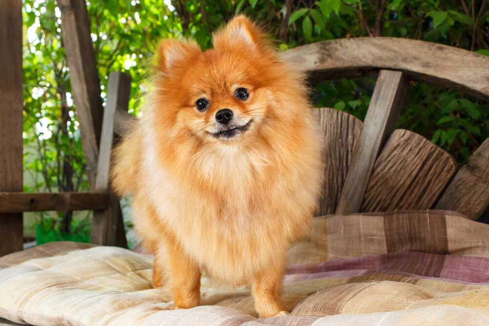 Spitz Nain roux au pelage volumineux debout sur un coussin