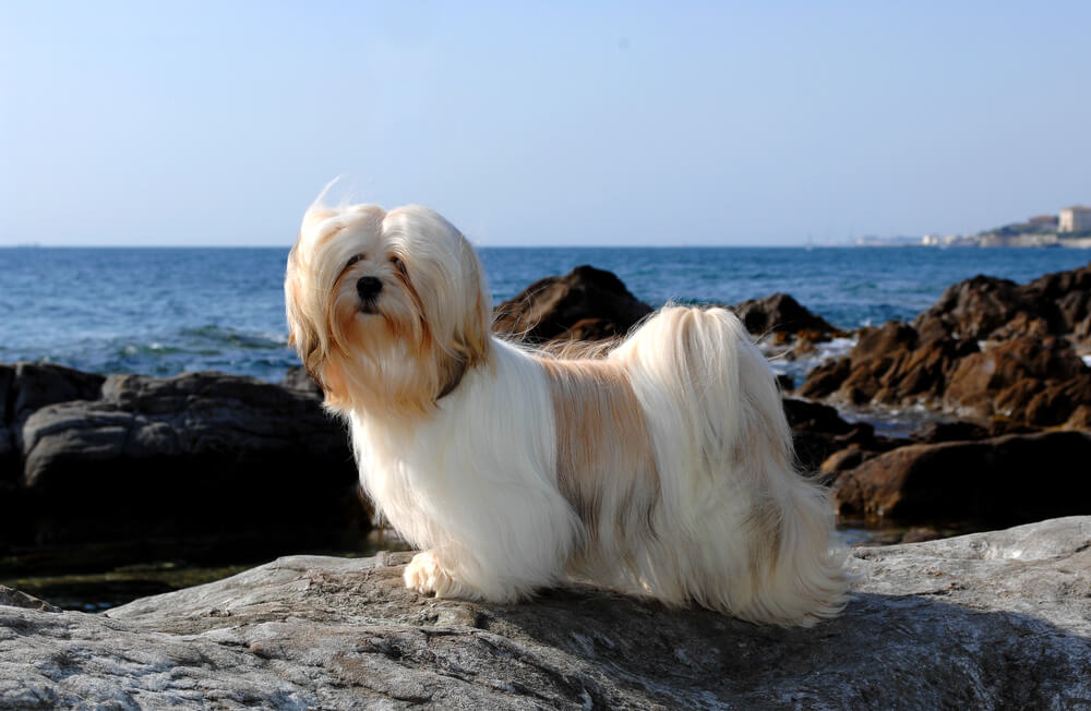 Lhasa Apso au long pelage soyeux debout sur un rocher face à la mer