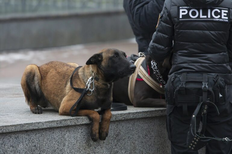 Races de chiens policiers top 13 des héros