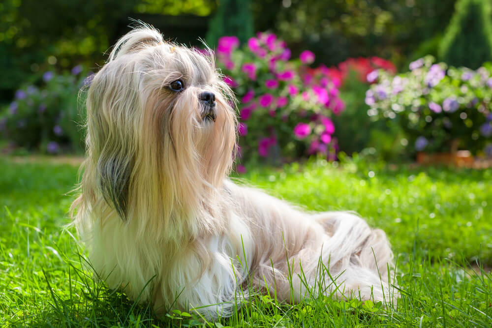 Shih Tzu au long pelage soyeux dans un jardin fleuri