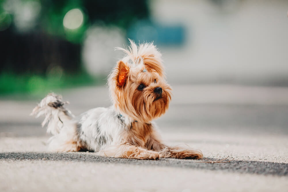 Yorkshire Terrier à poil long allongé sur le sol avec la tête levée