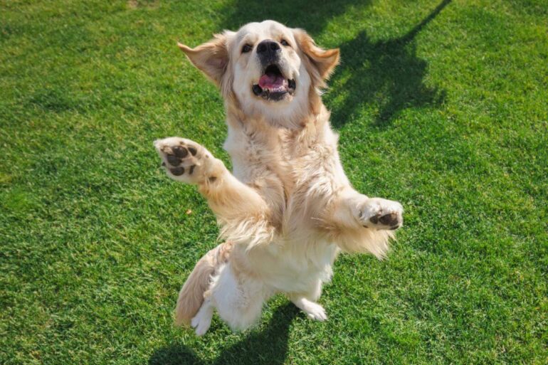 Mon chien saute sur les gens : comment l’en empêcher ?