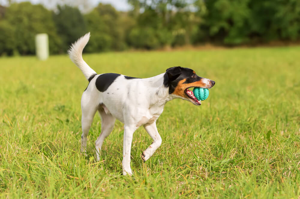 Un Parson Russell Terrier tricolore dans l'herbe avec une balle bleue dans la gueule.