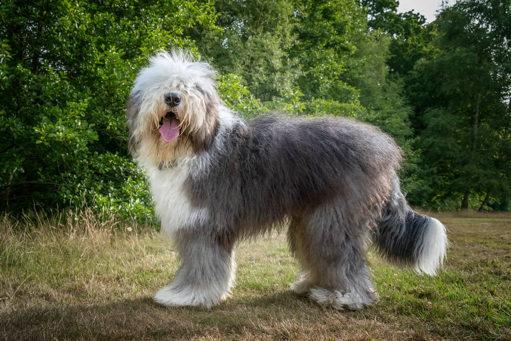 Bobtail debout de profil sur une pelouse, dans un parc arboré