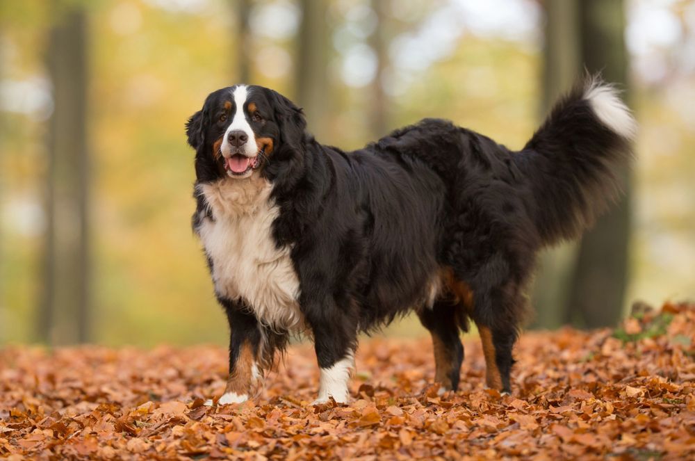Bouvier Bernois au pelage long et tricolore noir, blanc et feu, debout de profil dans une forêt sur un lit de feuilles d'automne orange