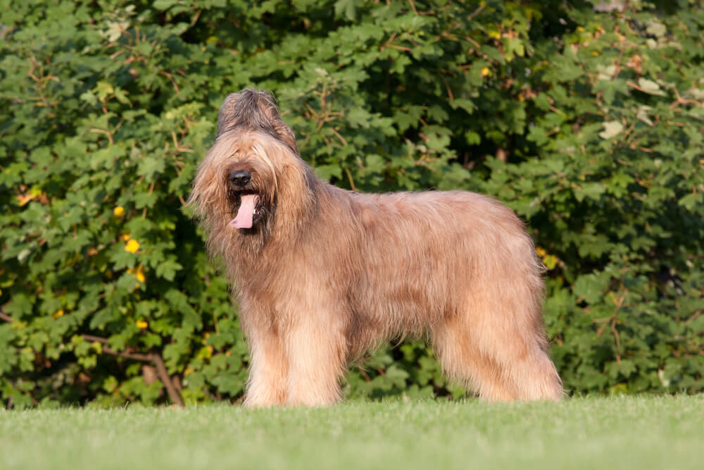 Briard debout de profil complet sur une pelouse verte