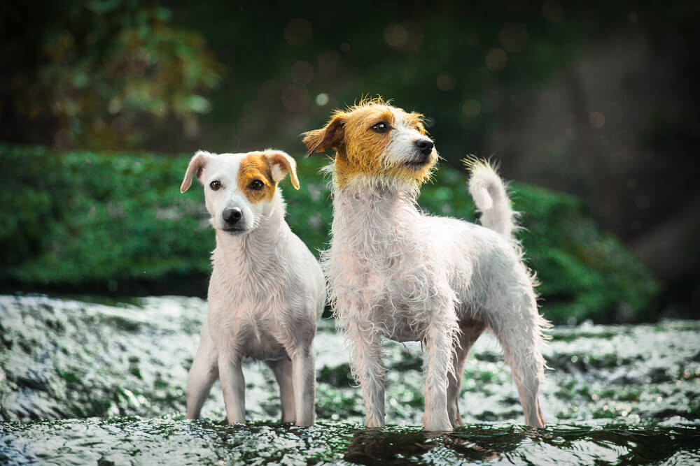 Un Jack Russell Terrier à poil lisse et un Parson Russell Terrier à poil dur debout ensemble dans un ruisseau en forêt.