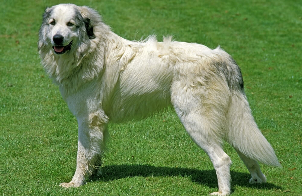 Chien de Montagne des Pyrénées blanc avec des taches grises sur la tête, debout de profil sur une pelouse bien verte