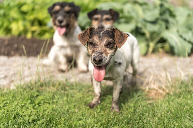 Chien qui creuse : pourquoi et comment l’arrêter