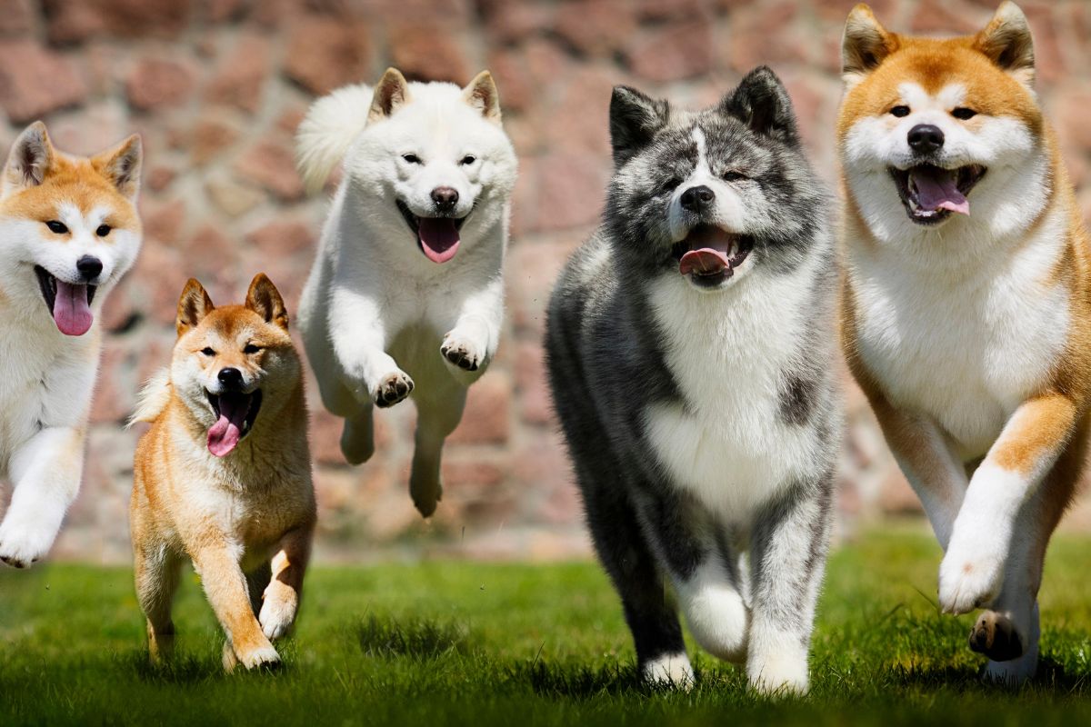Chiens japonais les 12 races à connaître