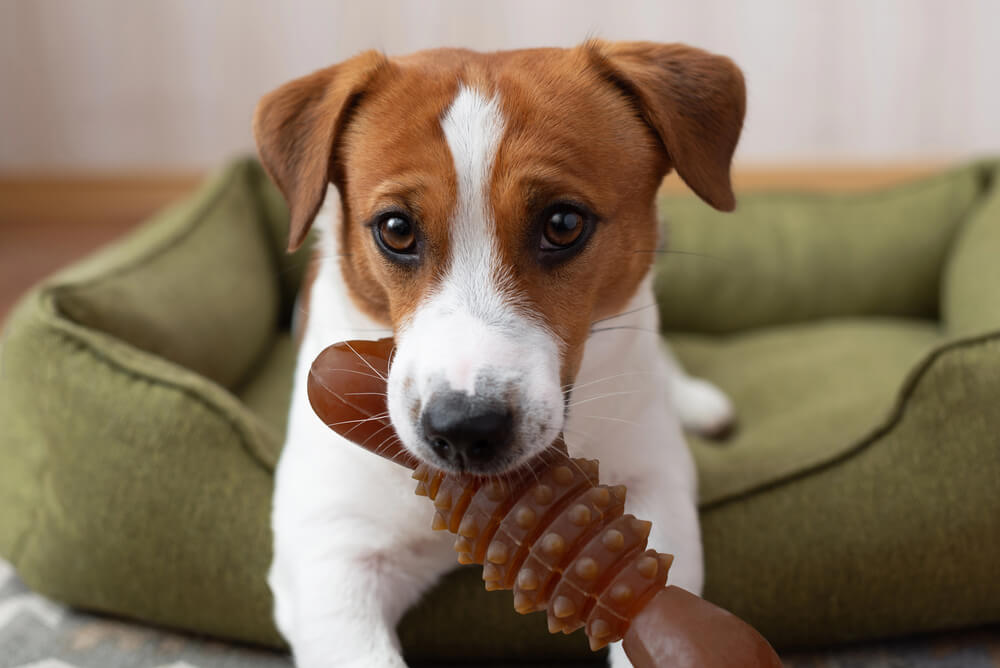 Jack Russell Terrier couché dans son panier vert avec un gros jouet à mâcher dans la gueule
