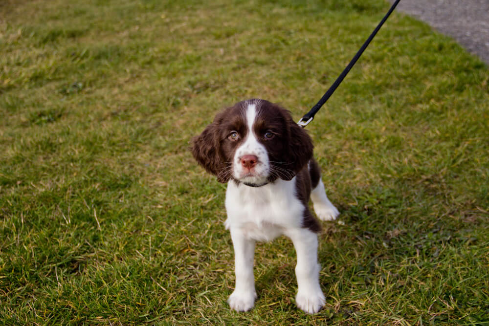 Un jeune chiot Springer marron et blanc en laisse sur une pelouse