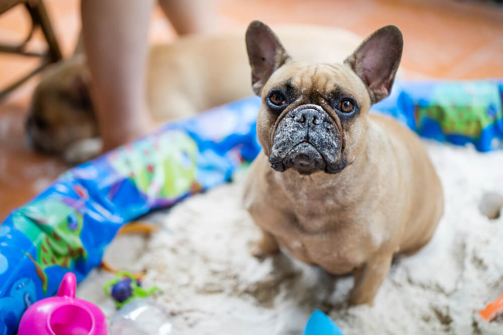 Un Bouledogue français avec du sable sur le museau, assis dans une petite piscine en plastique bleu aménagée en bac à sable.