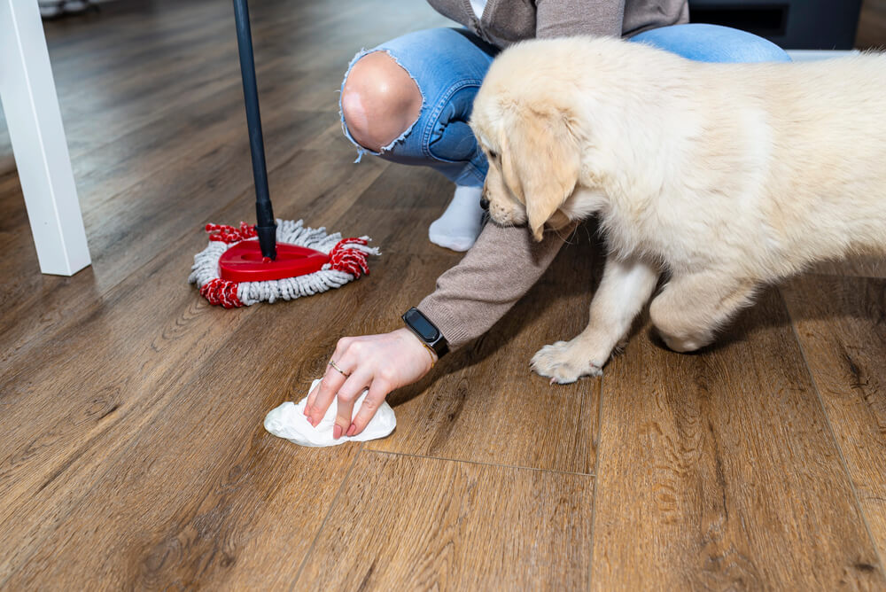 Une personne accroupie nettoie une flaque sur un sol en parquet avec un essuie-tout pendant que son chiot Golden Retriever observe la scène