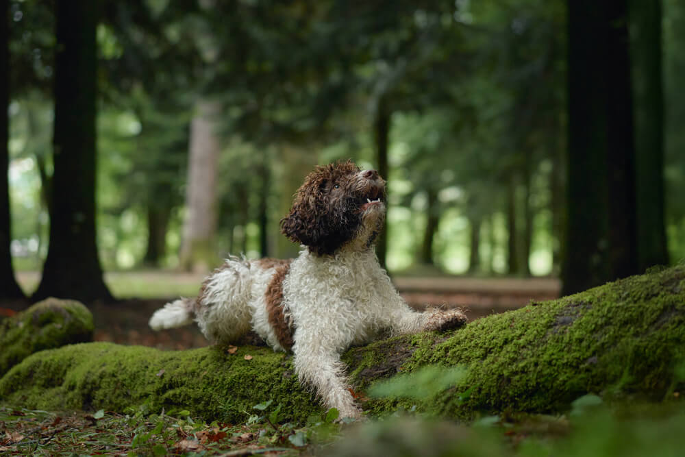 Lagotto Romagnolo blanc et marron couché sur un tronc d'arbre moussu en forêt, la tête levée vers le haut