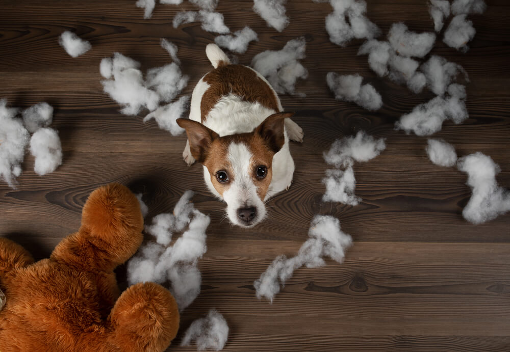 Petit chien vu de haut, assis sur un parquet au milieu du rembourrage d'une peluche déchirée