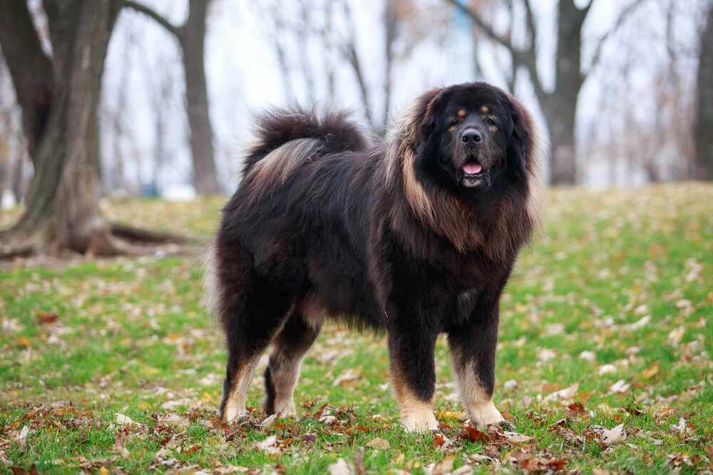 Dogue du Tibet noir et feu debout sur une pelouse parsemée de feuilles mortes