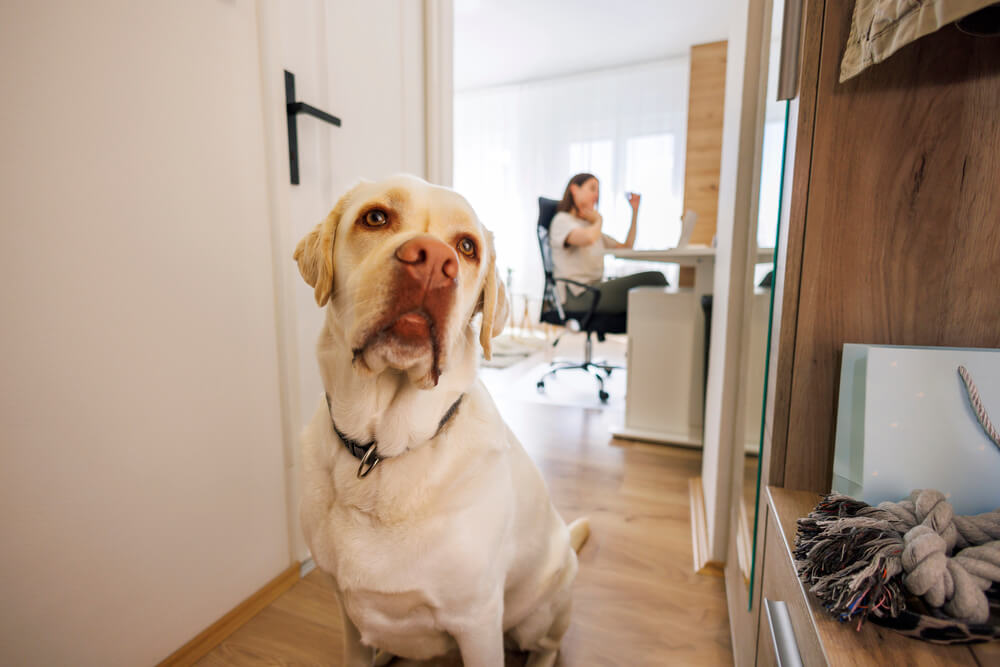 Un chien assis dans le couloir près de la porte d'entrée tandis que sa maîtresse travaille en arrière-plan