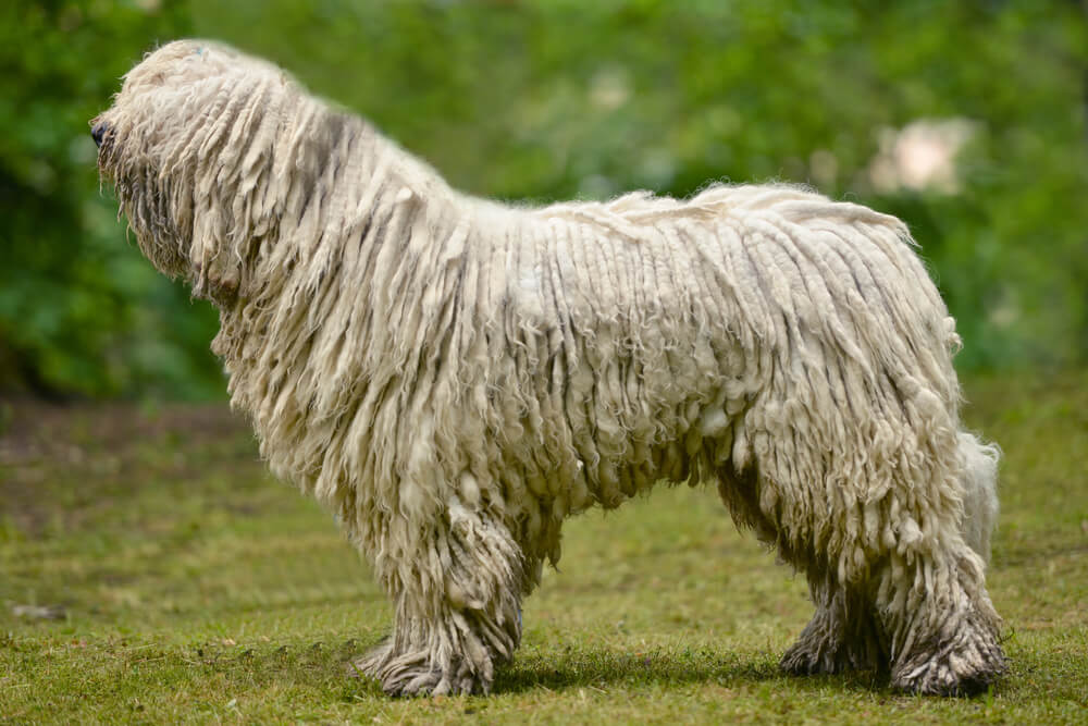 Komondor blanc au pelage atypique formant de longues cordes torsadées, debout de profil sur de l'herbe
