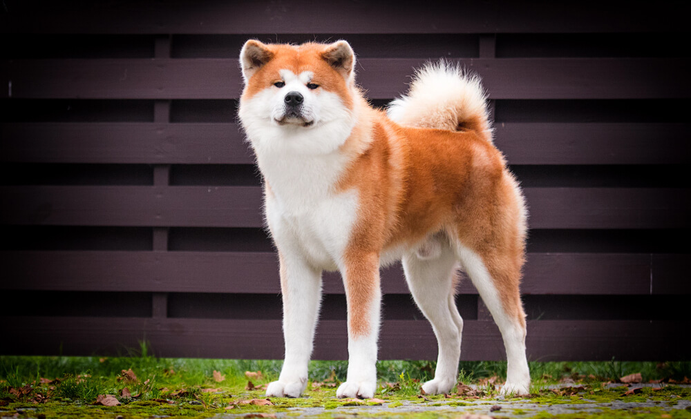 Akita Inu roux et blanc se tenant debout sur de l'herbe, posant devant une palissade en bois foncé