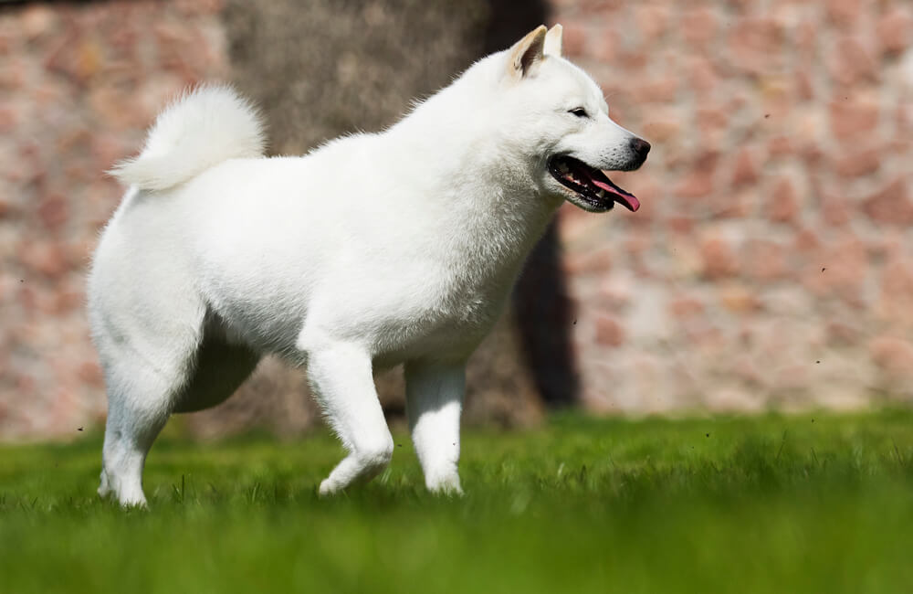 Hokkaido Ken au pelage blanc marchant de profil sur une pelouse verte, la gueule ouverte