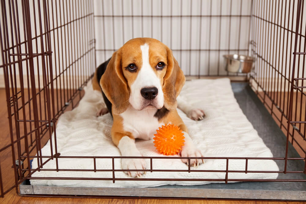 Un jeune Beagle couché calmement sur un coussin blanc moelleux à l'intérieur d'une cage d'éducation métallique ouverte, avec un jouet à ses pattes.
