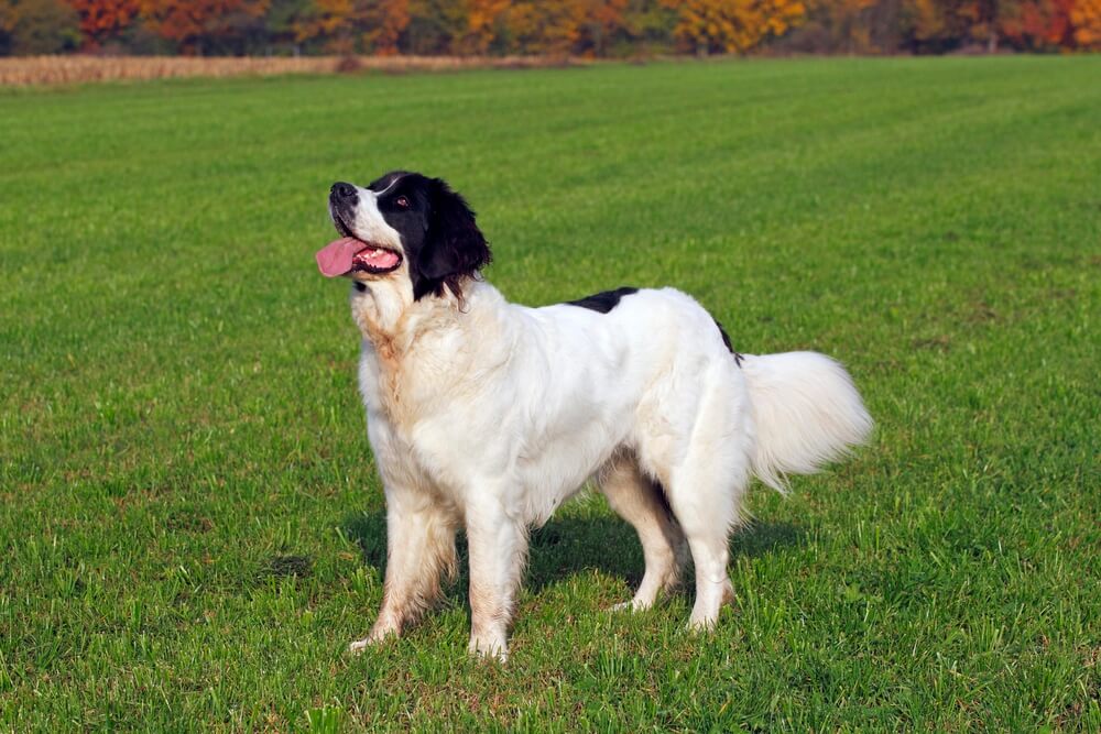 Landseer au pelage blanc avec des taches noires et une tête bicolore, debout de profil sur un gazon vert