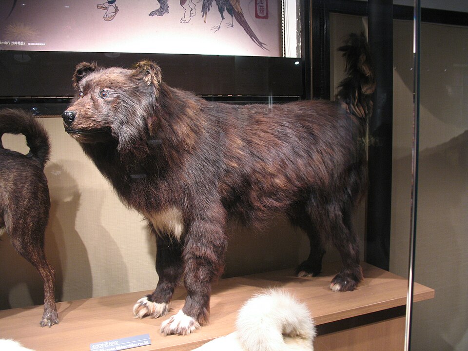 La dépouille naturalisée de Jiro, un célèbre Husky de Sakhaline ayant survécu en Antarctique, exposée dans un musée au Japon