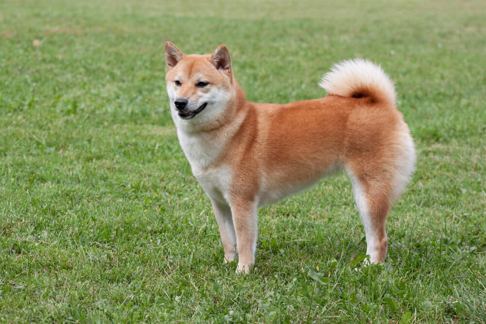 Shiba Inu roux se tenant debout de profil sur une pelouse verte