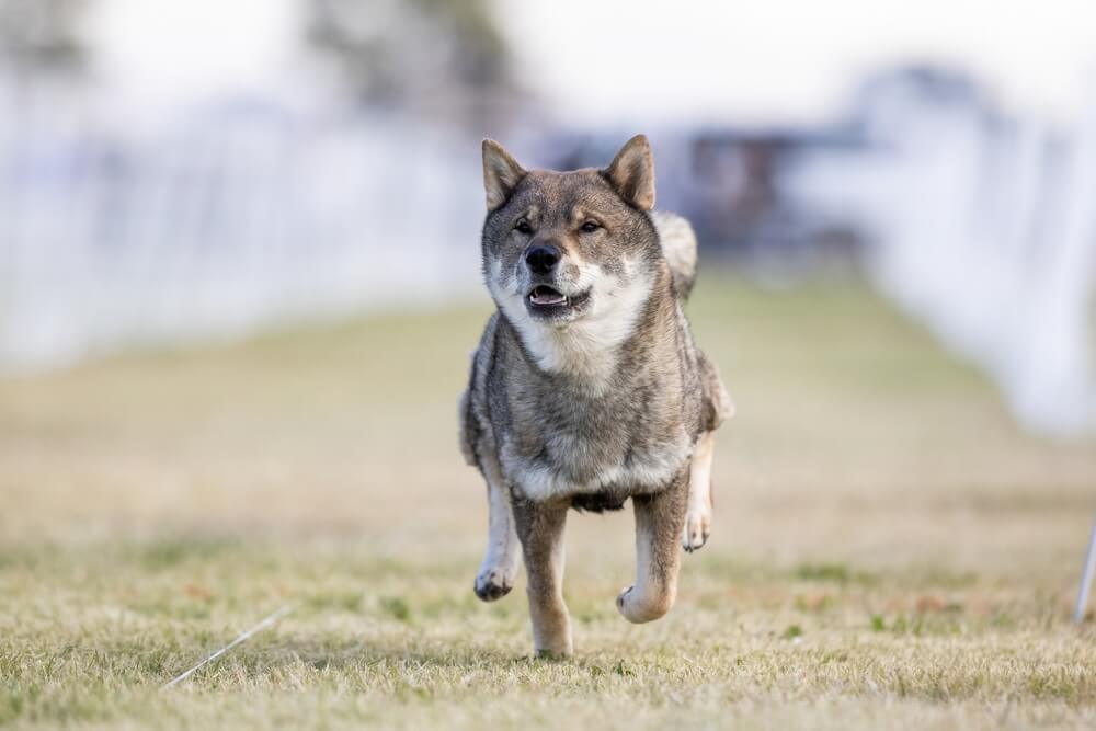 Shikoku Ken à la robe sésame courant de face dans un terrain dégagé