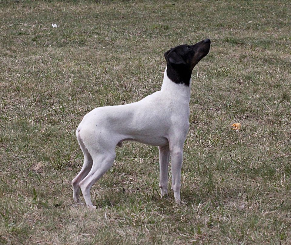 Terrier Japonais à la tête noire et au corps blanc se tenant debout de profil dans une zone herbeuse