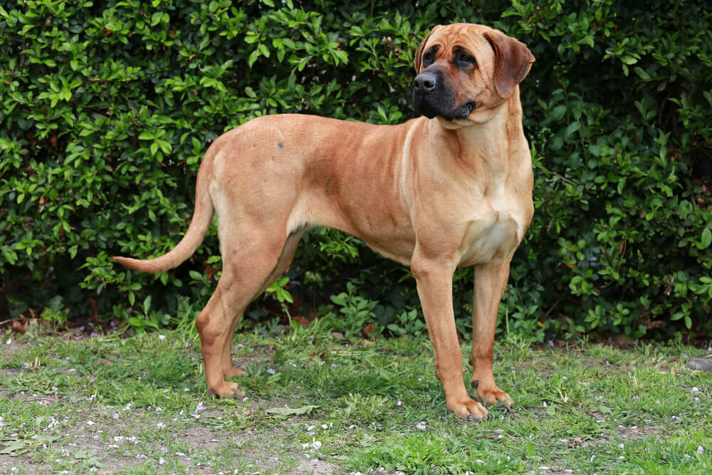 Tosa Inu se tenant debout de profil dans un jardin