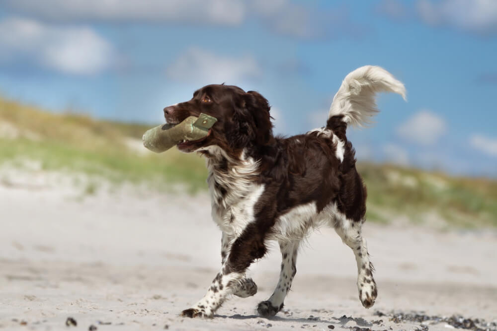 Petit Épagneul de Münster courant sur le sable en rapportant un boudin d'entraînement en toile dans sa gueule