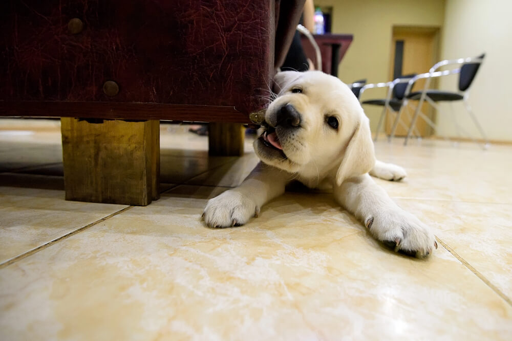 Chiot Labrador blanc couché sur le carrelage en train de mordre le bord d'un canapé