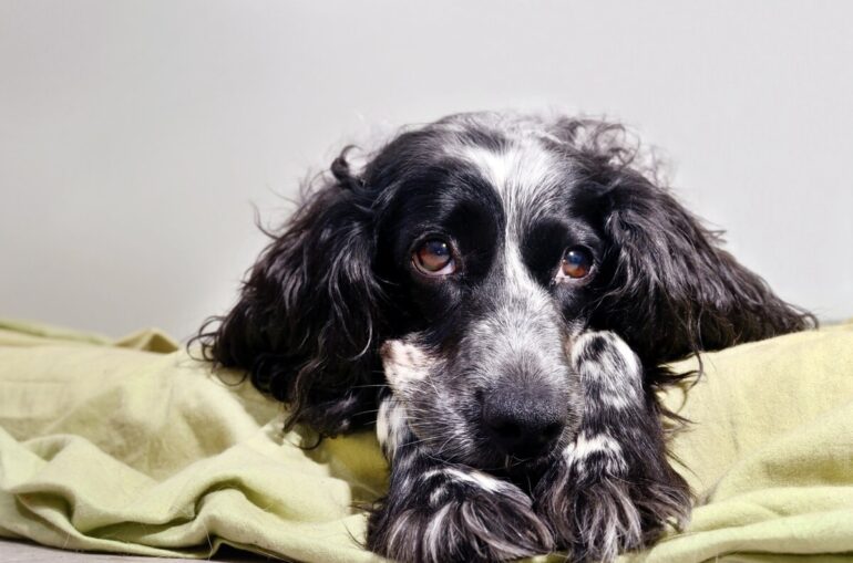 Pourquoi mon chien soupire Les 7 raisons à connaître