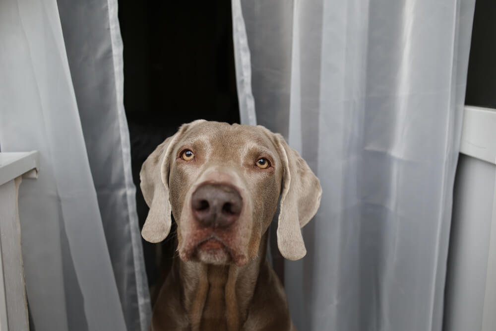 Chien curieux passe la tête à travers des rideaux blancs