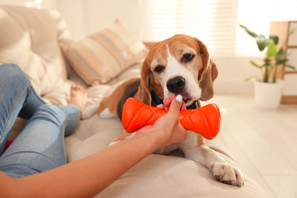 Une personne allongée sur un canapé tend un jouet à mâcher orange à son chien Beagle