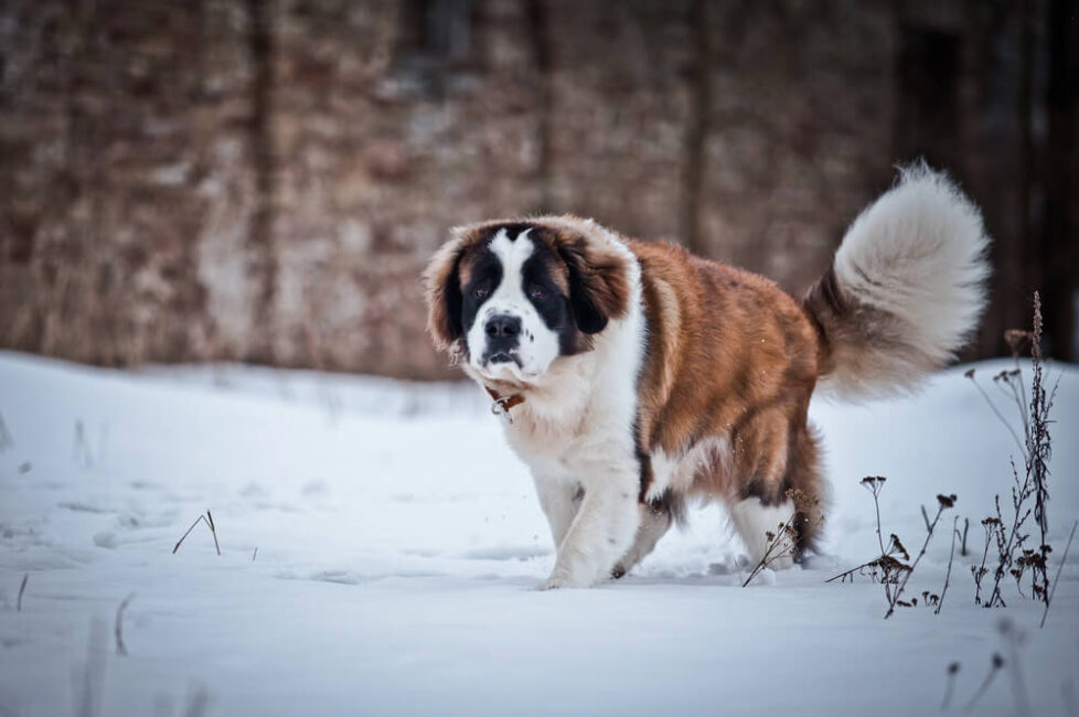 grand-chien-poils-longs-top-15-des-plus-gros-poilus