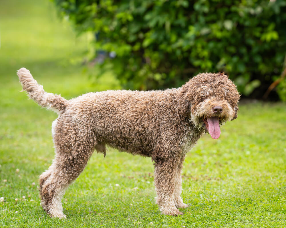 Lagotto Romagnolo marron se tenant debout de profil sur l'herbe