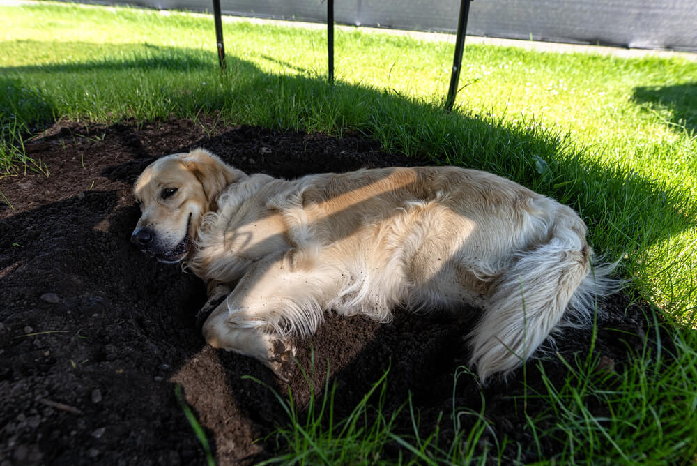 Un chien Golden Retriever allongé de tout son long dans un trou de terre fraîche creusé sur la pelouse, à l'ombre pour se rafraîchir.