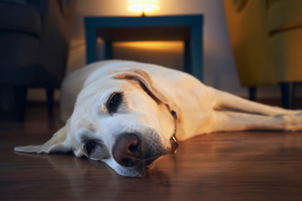 Chien âgé de race Labrador allongé de tout son long sur un sol en bois dans un salon, la tête posée au sol