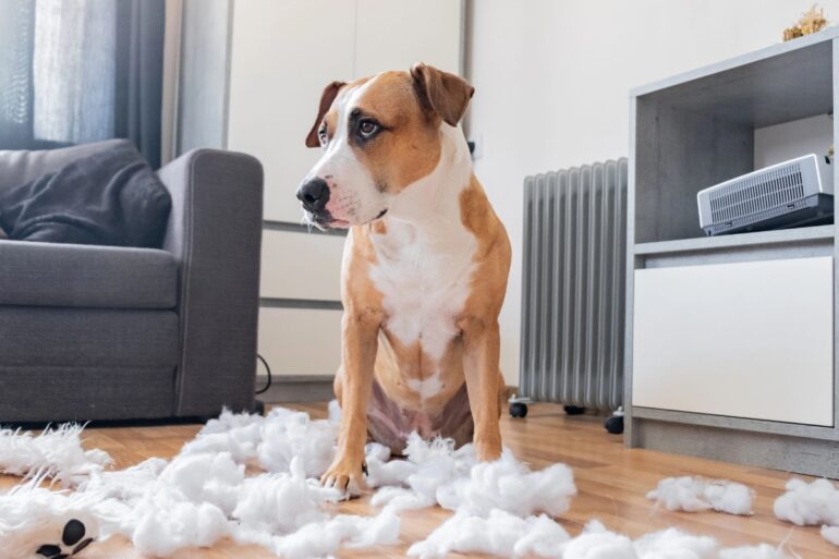chien destructeur que faire