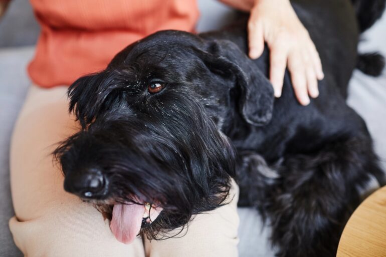 Pourquoi mon chien me lèche les jambes ?