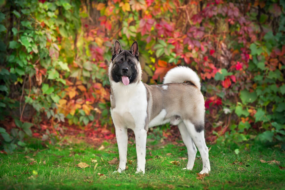 Akita Américain au pelage marron, noir et blanc, debout de profil devant un buisson de feuilles d'automne rouges