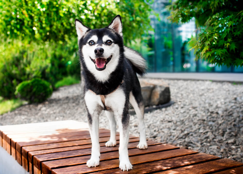 Alaskan Klee Kai debout de face sur un banc en bois avec l'air joyeux