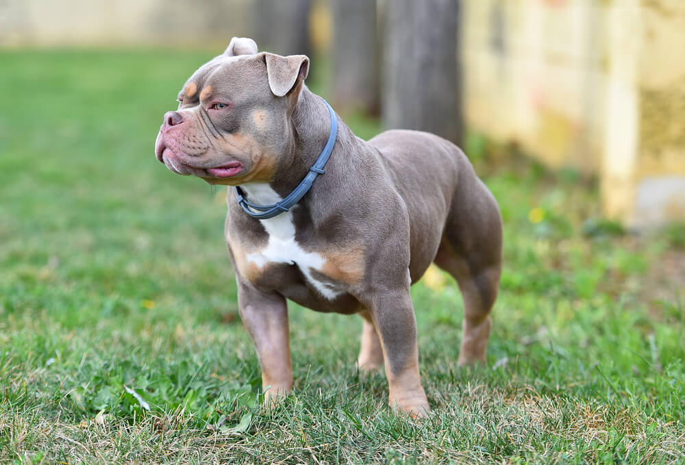 American Bully tricolore gris, fauve et blanc, debout de profil sur l'herbe