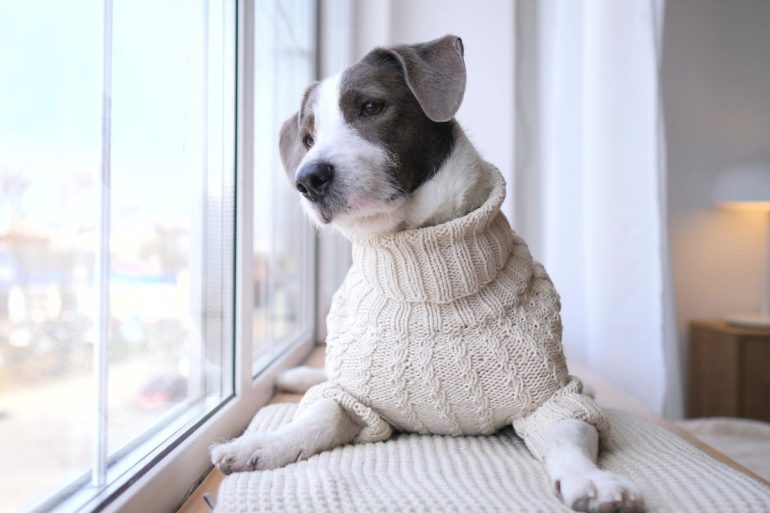 Avoir un chien quand on travaille toute la journée