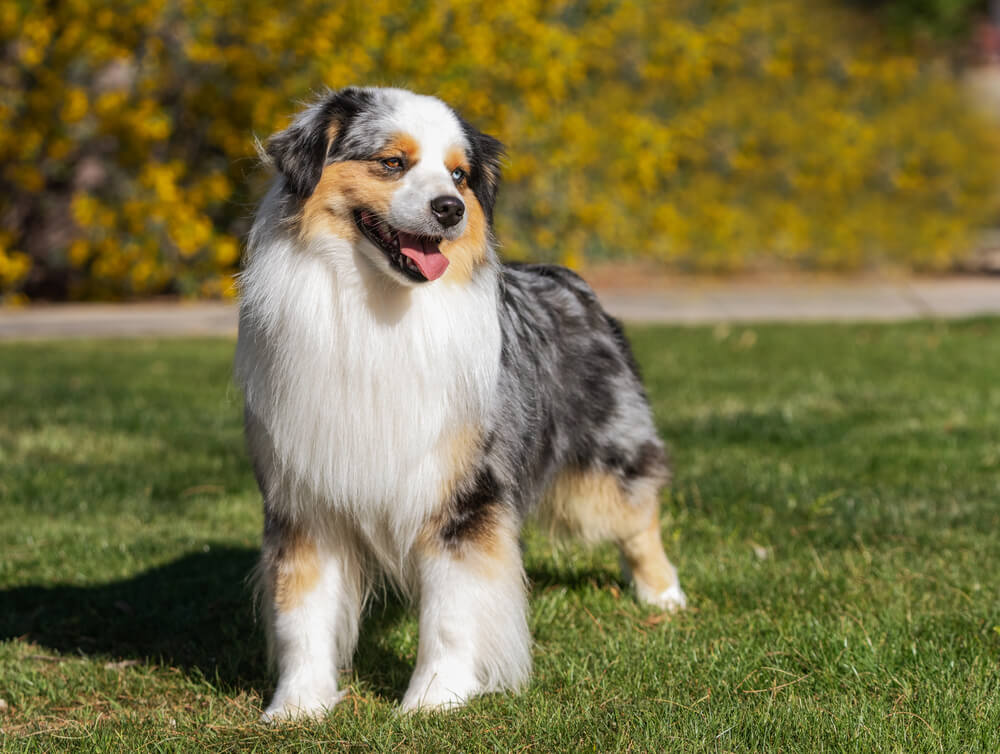 Berger Américain Miniature à la robe bleu merle et blanche, debout de profil sur une pelouse verte ensoleillée