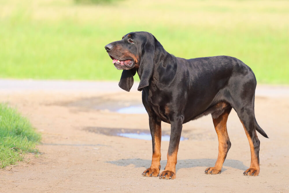 Black and Tan Coonhound debout de profil