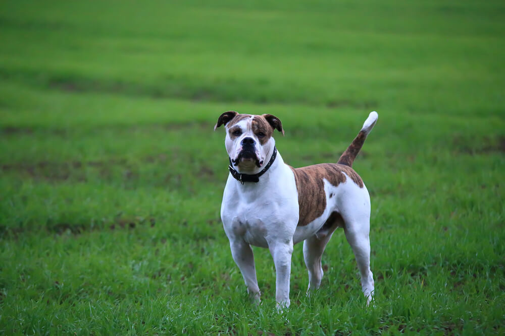 Bouledogue Américain blanc tacheté de bringé marron, debout de profil au milieu d'un champ d'herbe verte